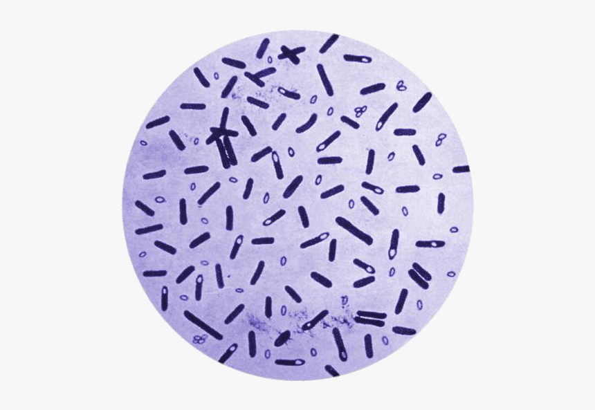 Botulism Bacteria In A Petri Dish - Clostridium Botulinum Microscopic View, HD Png Download, Free Download
