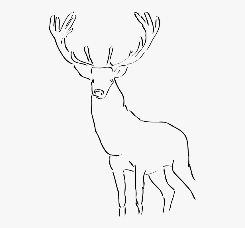 Deer, Stag, Antlers, Wild, Animal, Mammal, Head - Reindeer Images Black And White, HD Png Download, Free Download
