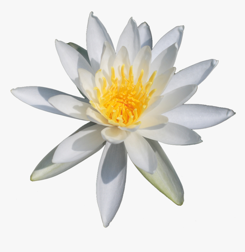 Lotus Flower Png - Nymphaea Png, Transparent Png, Free Download