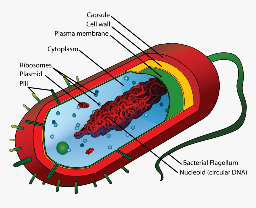 Prokaryotic Cell Diagram, HD Png Download, Free Download