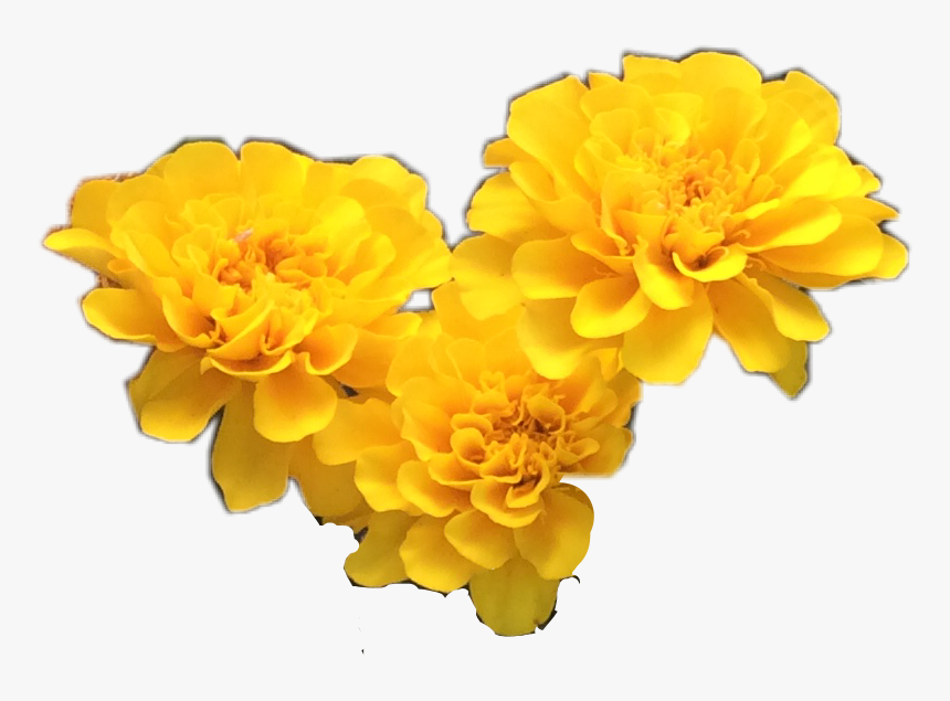 Yellow Flower Clipart Tumblr Transparent - Yellow Flower Transparent Background, HD Png Download, Free Download