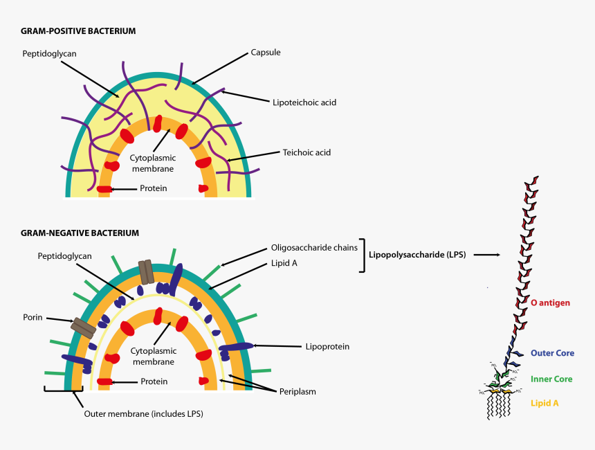 Lipopolysaccharide In A Bacterial Cell, HD Png Download, Free Download