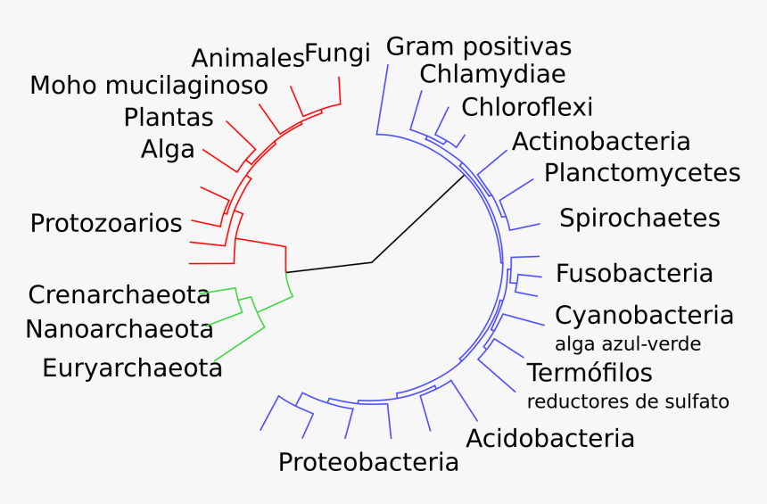 Classification Of Bacteria , Png Download - Evolution Of Life, Transparent Png, Free Download