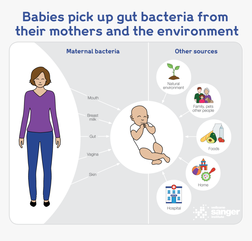 Babies Pick Up Their Gut Bacteria From Their Mothers - Cartoon, HD Png Download, Free Download