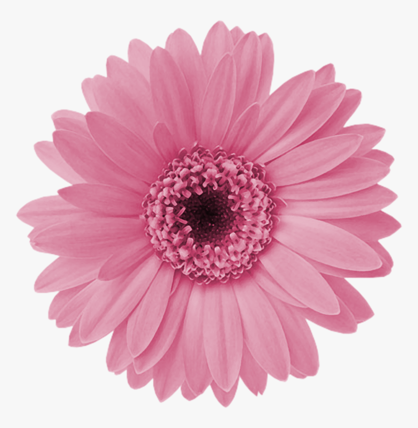 Of daisies pictures pink Types of