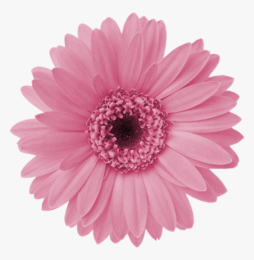 Pictures of pink daisies