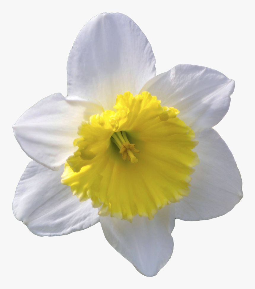 Narcissus, HD Png Download, Free Download