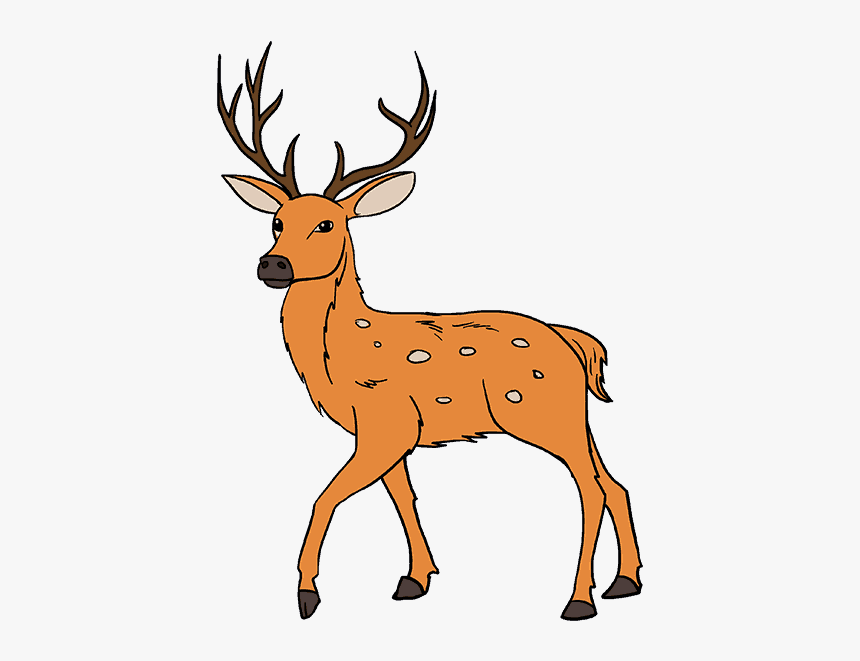 How To Draw Deer - Easy Deer Drawing Color, HD Png Download, Free Download