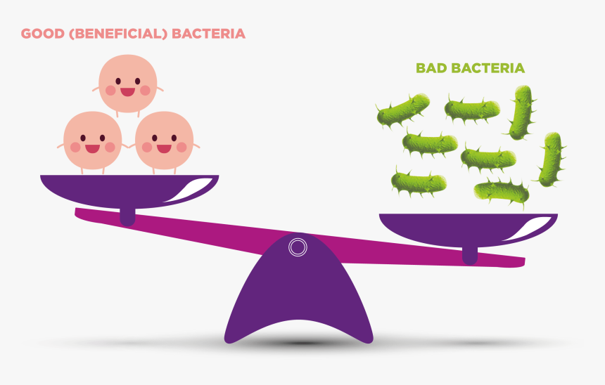 Good Bacteria Vs Bad Bacteria, HD Png Download, Free Download