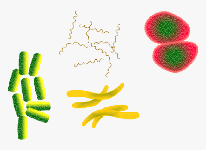 Bacteria Microbes Infection Png Image, Transparent Png, Free Download