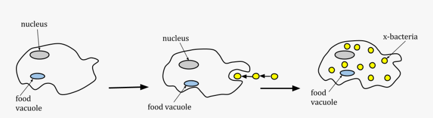 X-bacteria Infecting Amoeba Cell - Amoeba And X Bacteria, HD Png Download, Free Download