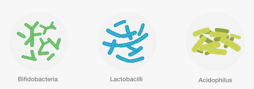 Bacteria Types Including Bifidobacteria, Lactobacilli - Good Bacteria Types, HD Png Download, Free Download
