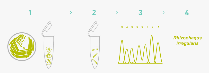 Dna Barcoding Dna Fingerprinting In Plants, HD Png Download, Free Download