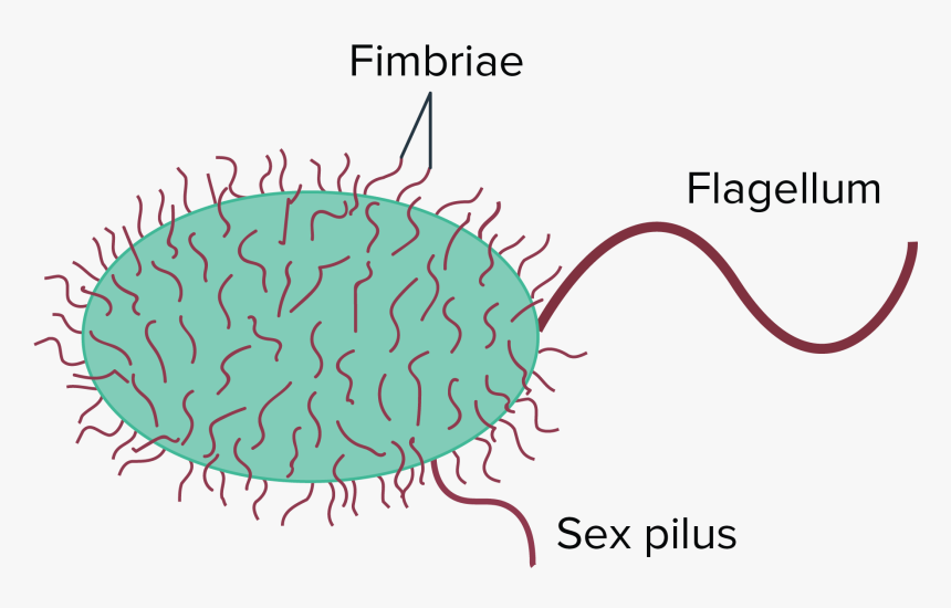 Prokaryotic Cell Fimbriae, HD Png Download, Free Download