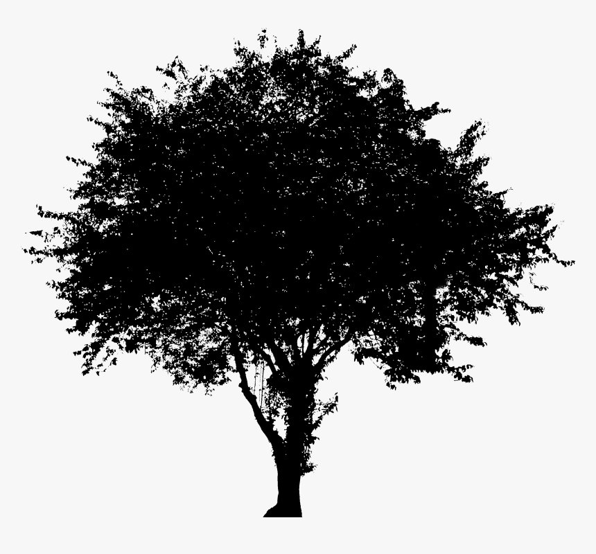 Tree Vector Graphics Evergreen Image Oak - Tree Free Transparent Background, HD Png Download, Free Download