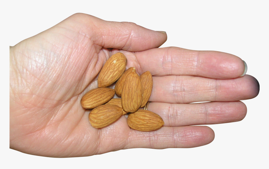 Almonds In Palm Png Image - Almond In Palm, Transparent Png, Free Download