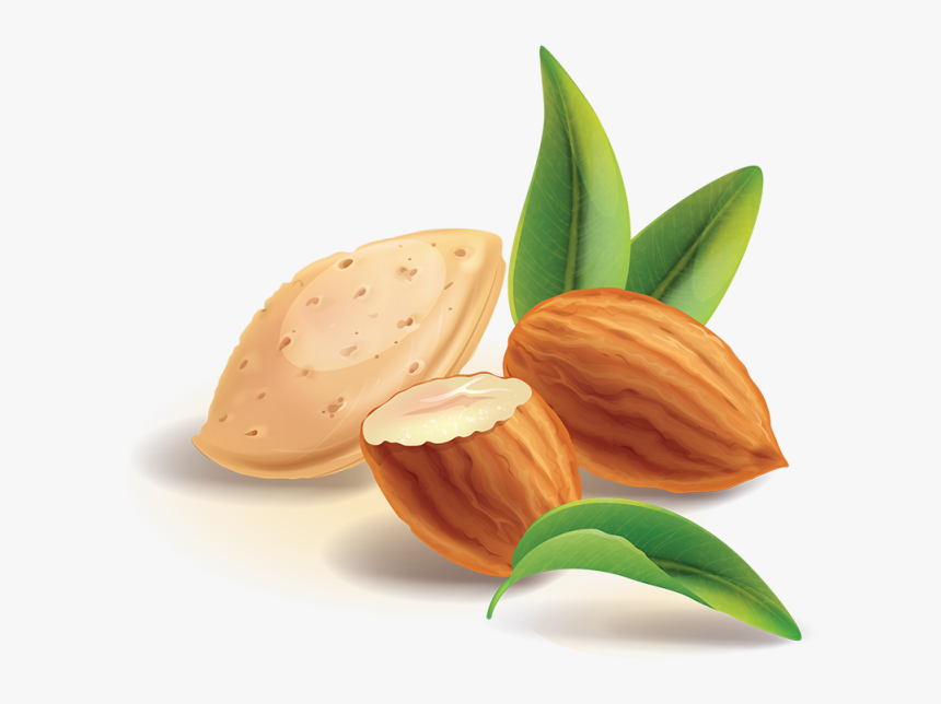 Clip Art Almond Vector - Almond Png, Transparent Png, Free Download