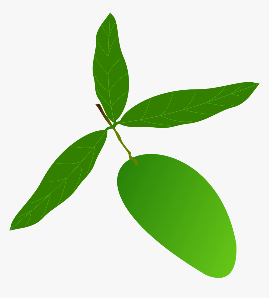 Mango Leaves Vector Png, Transparent Png, Free Download