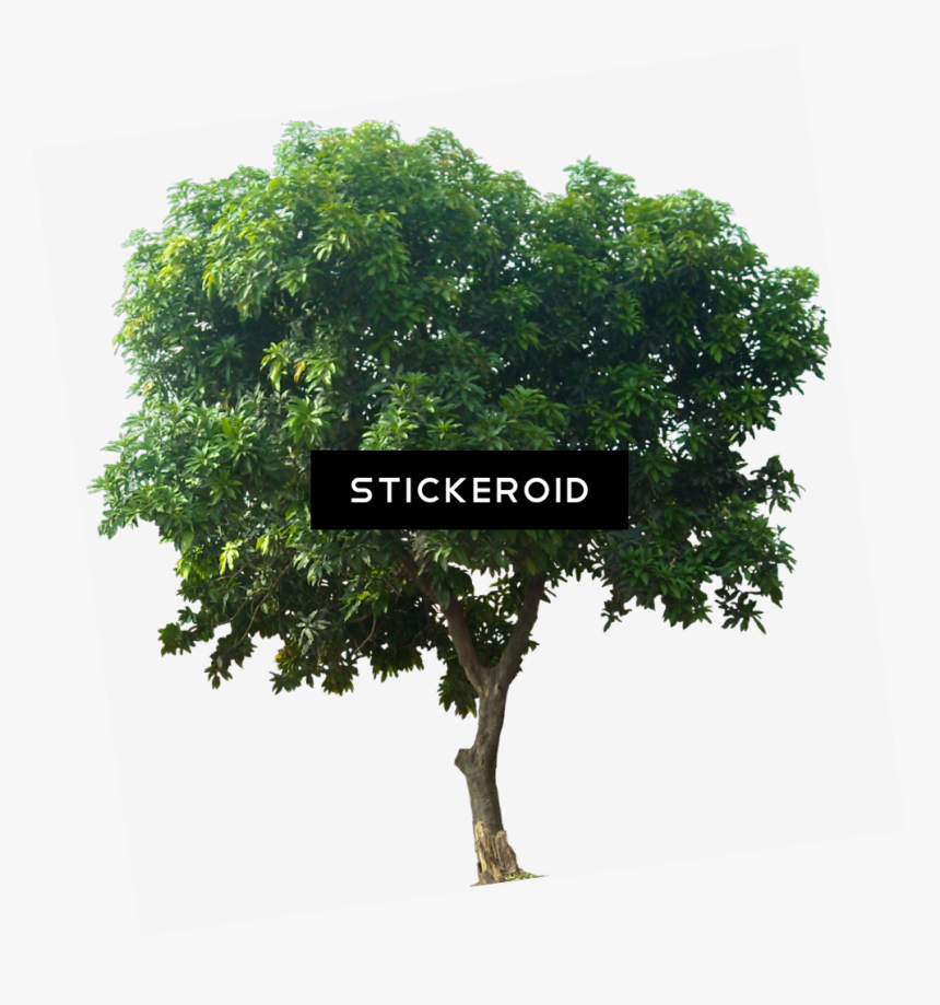 Mango Tree Png - Transparent Mango Tree Png, Png Download, Free Download