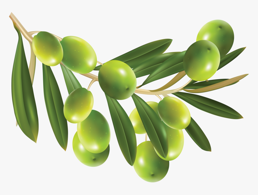 Green Olives Png - Olive Hd Png, Transparent Png, Free Download