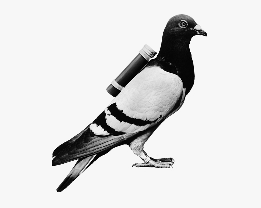 Transparent Pigeon Png - Carrier Pigeon, Png Download, Free Download