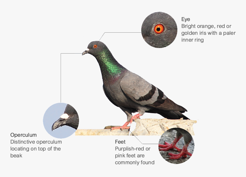 Features - Feral Pigeon, HD Png Download, Free Download