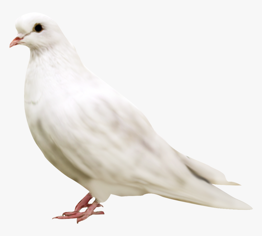 White Pigeon Face - Kabootar Png, Transparent Png, Free Download