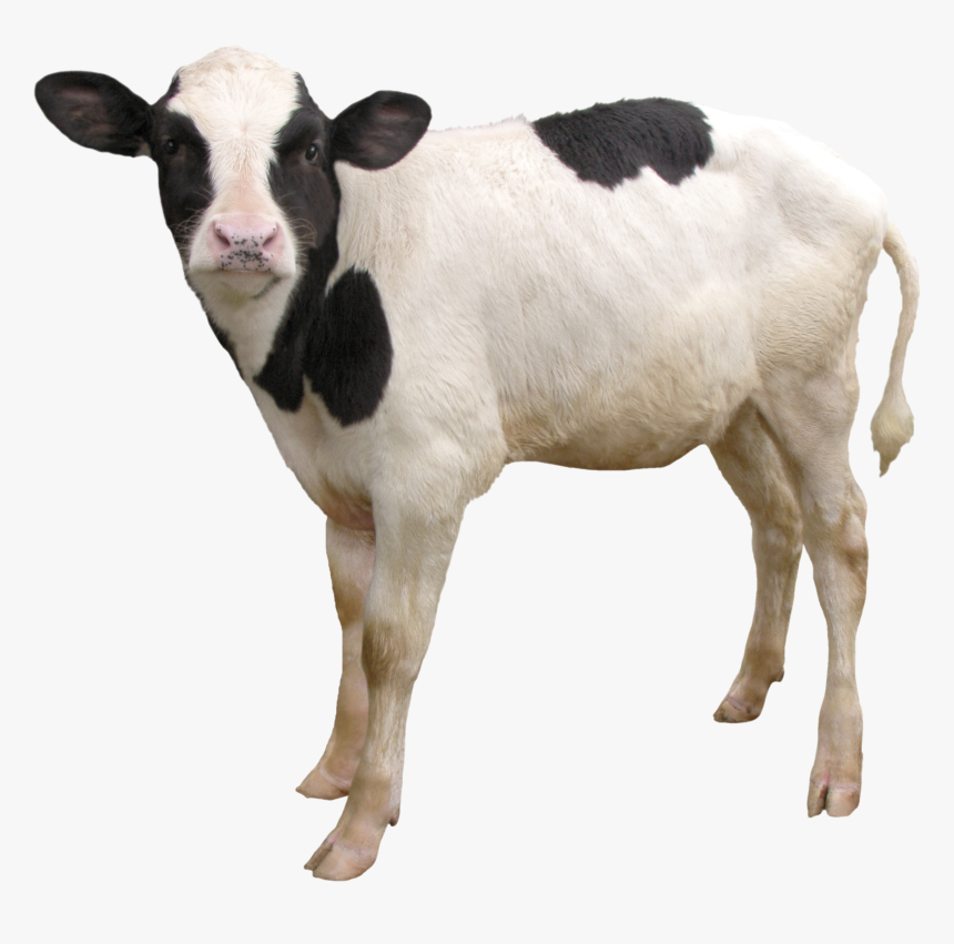 Cow Png - Transparent Calf Png, Png Download, Free Download