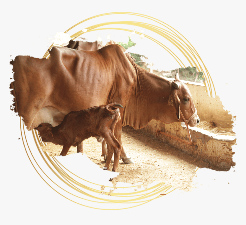 Transparent Indian Ox Png - Indian Desi Cows Image Hd, Png Download, Free Download