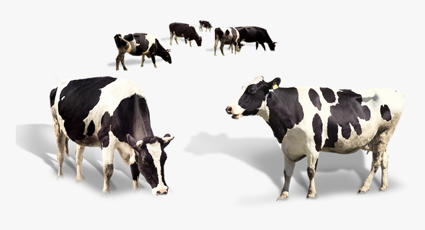 Indian Cow"s Organic A2 Milk - Dairy Cows Png, Transparent Png, Free Download