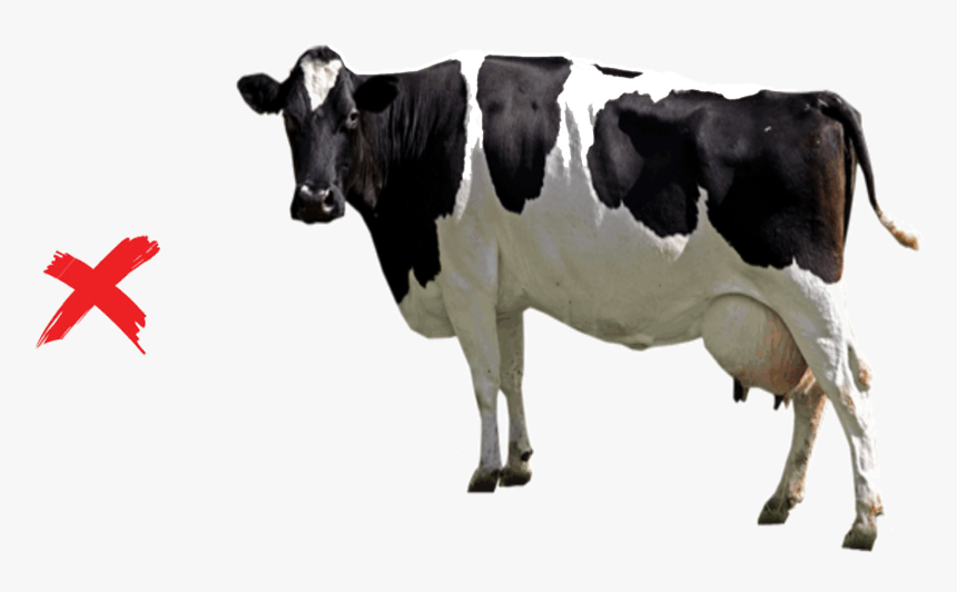 Vedik Farms Foreign Breed - Gomatha, HD Png Download, Free Download