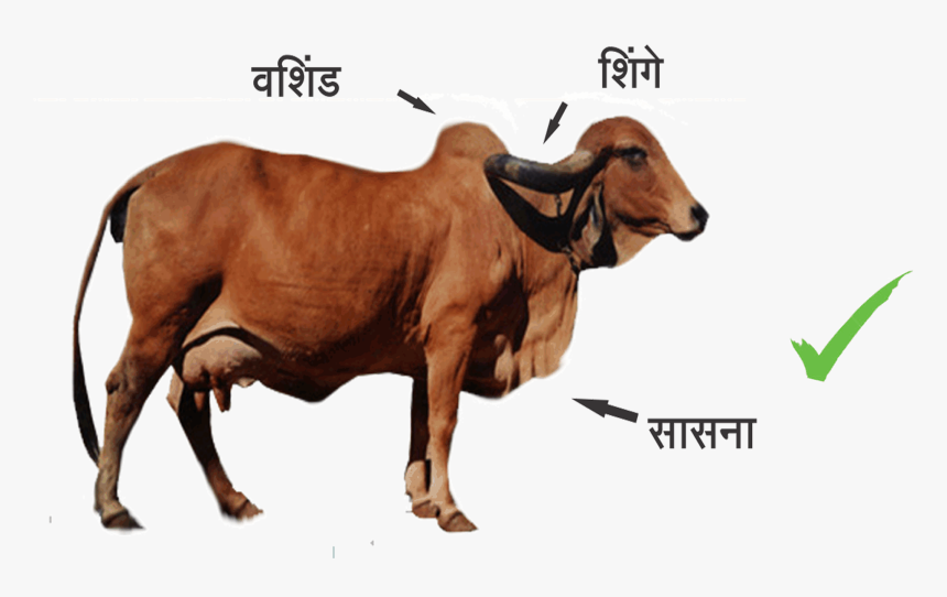 Indian Breed Cows - Difference Between Indian Cow And Foreign Cow, HD Png Download, Free Download