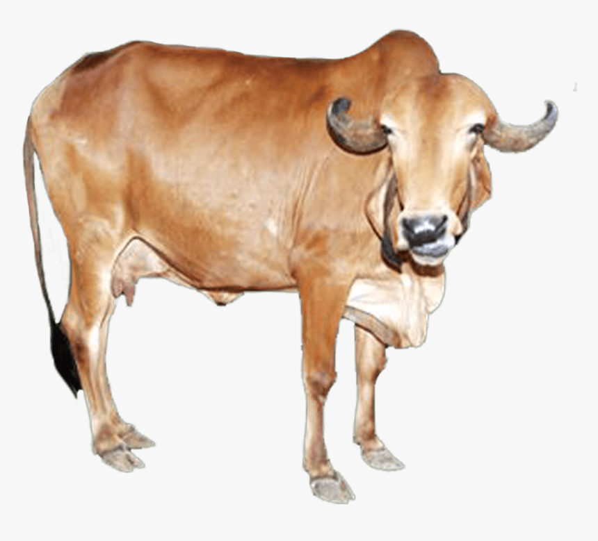 Clip Art Gyr Cattle - Gir Cow Png Hd, Transparent Png, Free Download