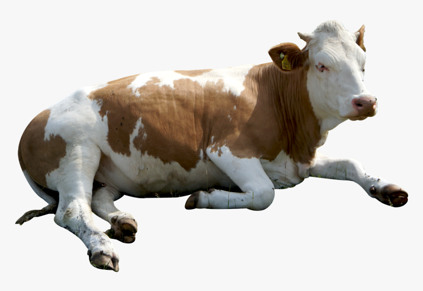 Cow Png Background, Transparent Png, Free Download