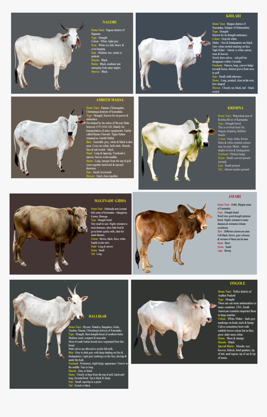 Indian Cow Breeds Name, HD Png Download, Free Download
