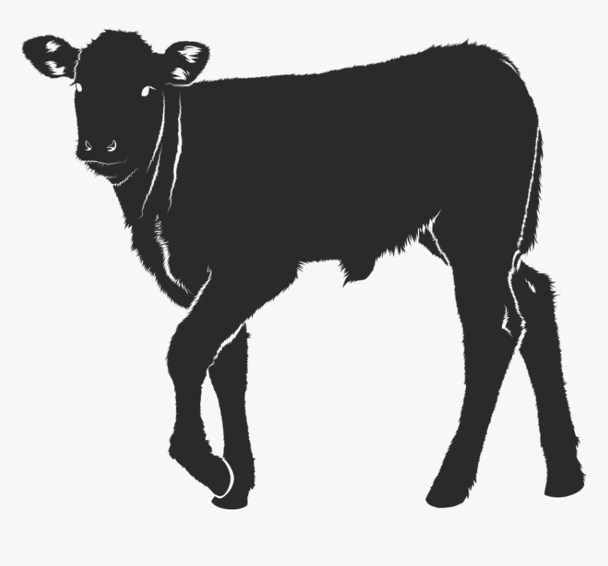 Dairy Cattle Calf Ox Silhouette - Calf Silhouette, HD Png Download, Free Download