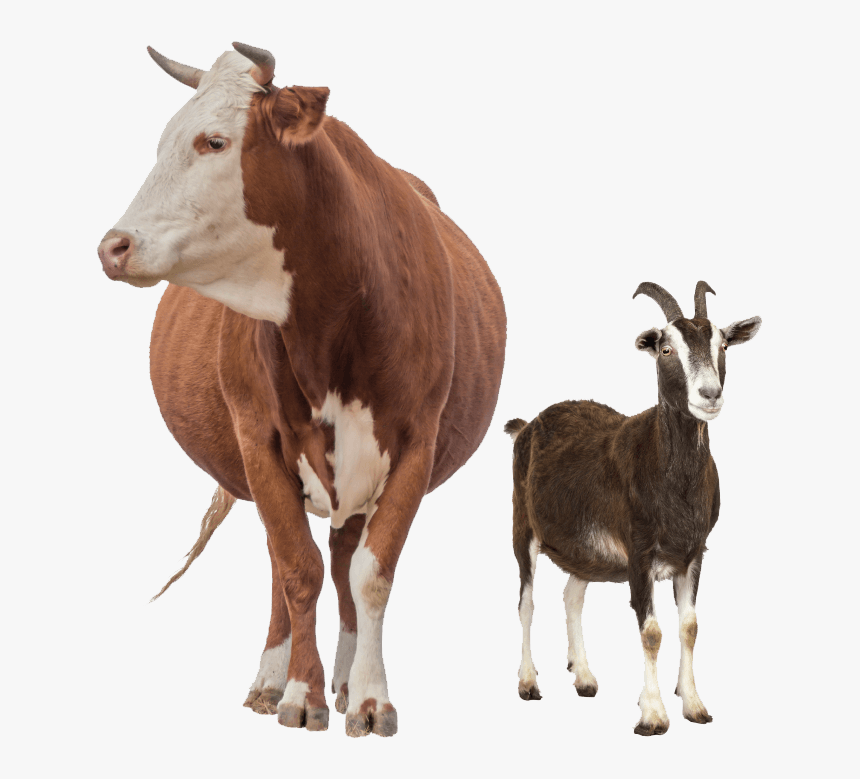 Food Chain Of Grass Goat Human, HD Png Download, Free Download