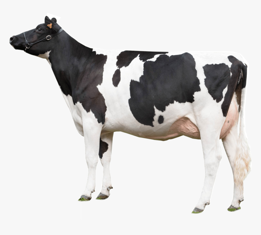 Cow Png Photo Background, Transparent Png, Free Download