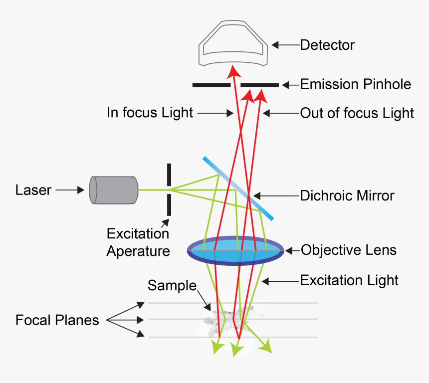 Confocal Microscopy, HD Png Download, Free Download