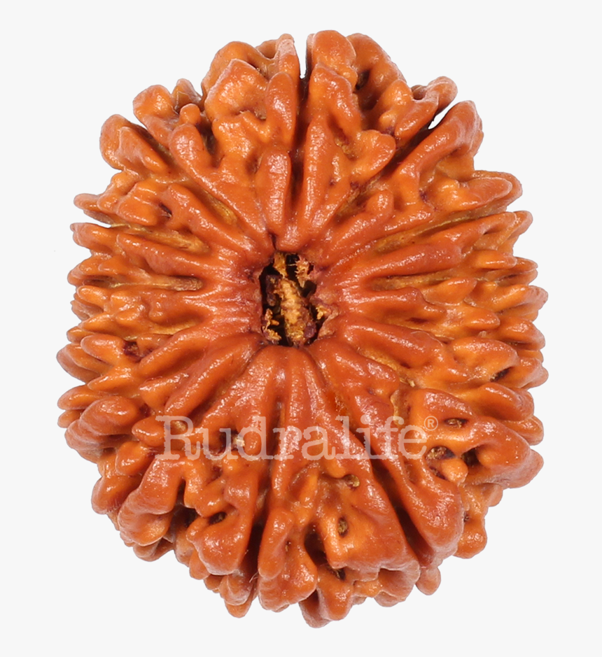 Fourteen Mukhi Rudraksha Rudraksha - 14 Mukhi Rudraksha, HD Png Download, Free Download