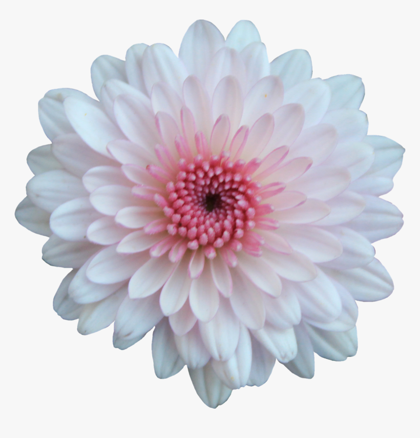 Chrysanthemum Flowers Png Free Download - Pink And White Flower Png, Transparent Png, Free Download