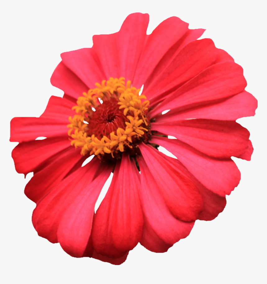 Single Flower Images Png, Transparent Png, Free Download