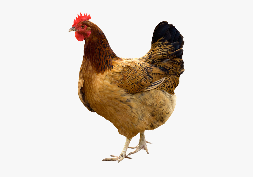 Kadaknath Broiler Giriraja Poultry Chicken As Food - Imagen De Una Gallina, HD Png Download, Free Download