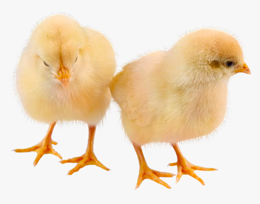Galliformes - Baby Chick Photo Transparent Background, HD Png Download, Free Download
