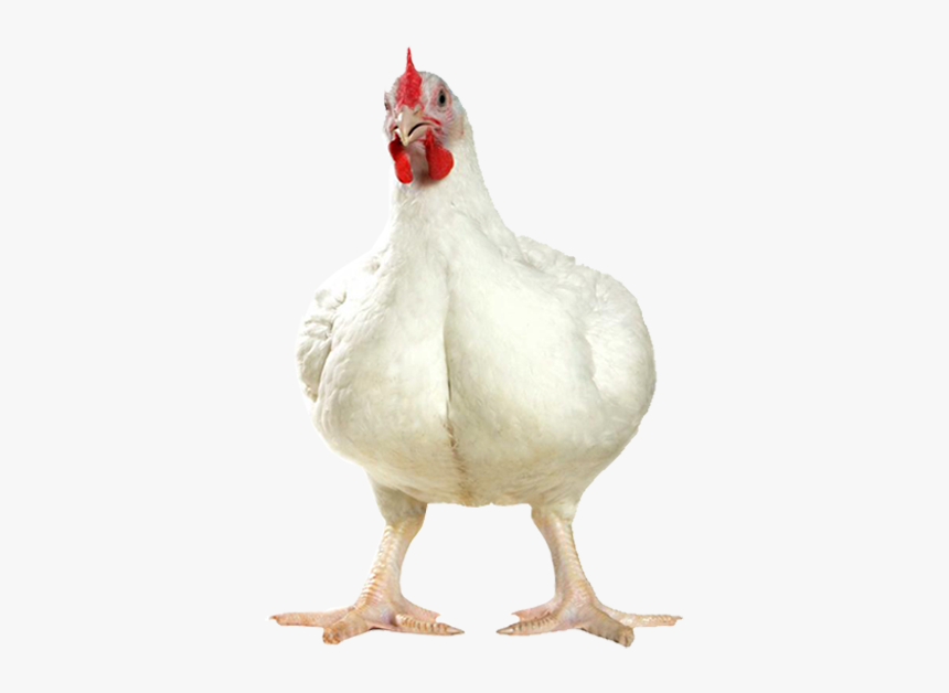 Broiler Chicken Png, Transparent Png, Free Download