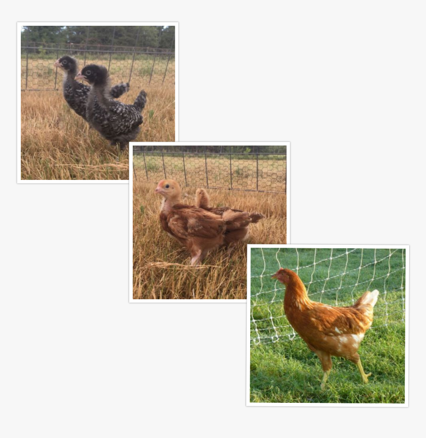 Started Pullets - Rooster, HD Png Download, Free Download