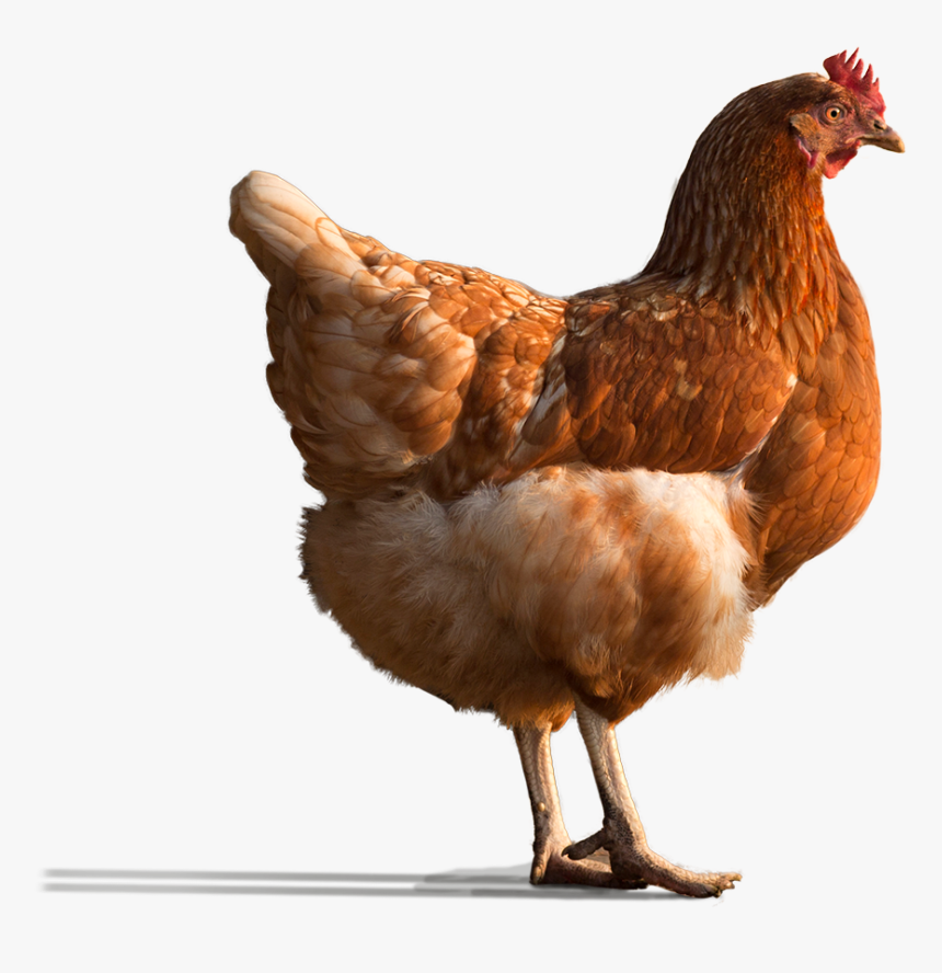 Rooster, HD Png Download, Free Download