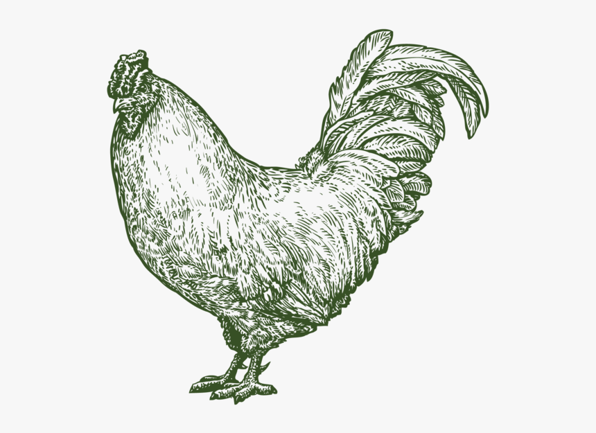 Etchanimal Chicken 01 - Rooster, HD Png Download, Free Download