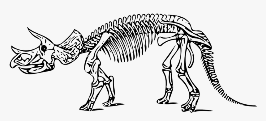 Dinosaur, Triceratops, Fossil - Triceratops Skeleton Coloring Page, HD Png Download, Free Download