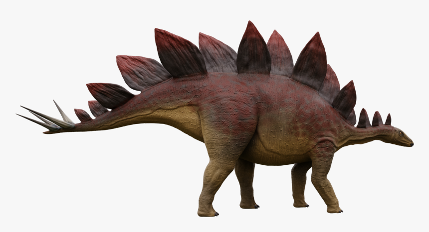 Render4 Stegosaurus 1 Stegosaurus - Ankylosaurus, HD Png Download, Free Download